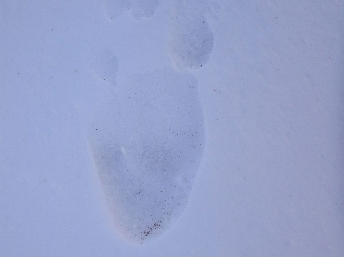 Empreinte de patte d’ours polaire dans la neige.