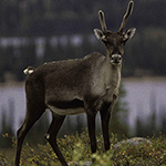 Un caribou debout dans la toundra, avec un plan d'eau en arrière-plan.