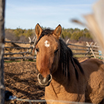 Un cheval esprit marron clair avec une marque blanche sur le front se tient derrière une clôture en bois et regarde la caméra.