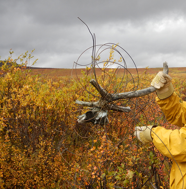 A caribou skull and antler entangled in telegraph wire in a field of tall grass are held up by a crew member on an overcast day.