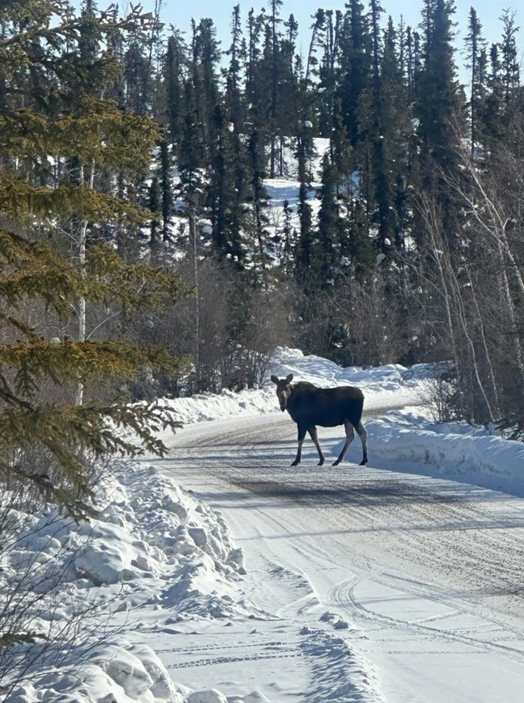 A young moose stands on a snow-covered gravel road, surrounded by trees.