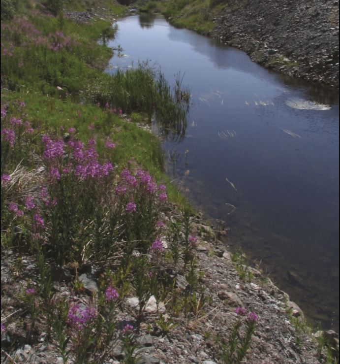 Cette photo montre un ruisseau aux berges rocheuses. Des fleurs de crève-z-yeux apparaissent à l'avant plan.