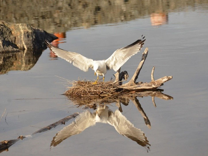 A seagull lands on a nest in a body of water.