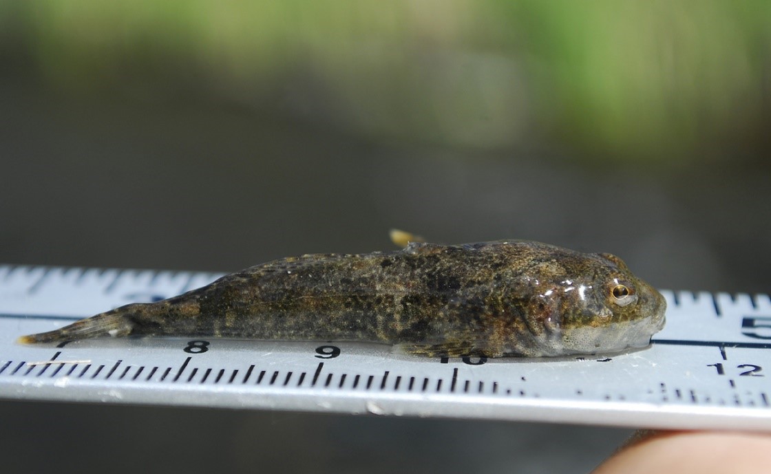 A sculpin, which is a type of fish, lies on a ruler to show its measurements. The sculpin’s tail is just before the 7 cm mark, while its head is at the 11.5 cm mark.