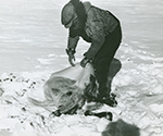 Homme déné sayisi dépouillant un caribou dans le nord du Manitoba 1947
